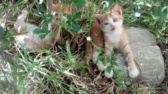 _勇士三分雨下不停，战绩连续提升_，勇士三分庆祝动作
