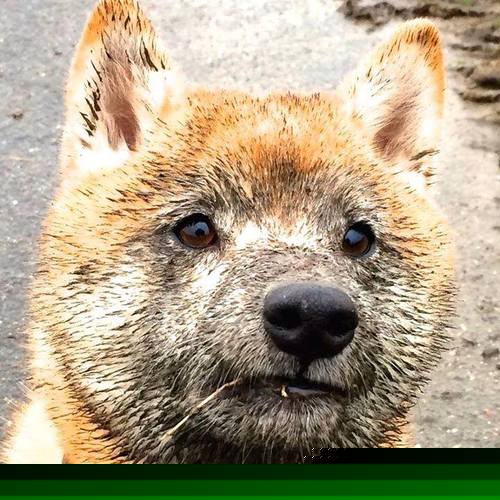 _爵士队稳步前行，排名逐步上升_，爵士队赛事