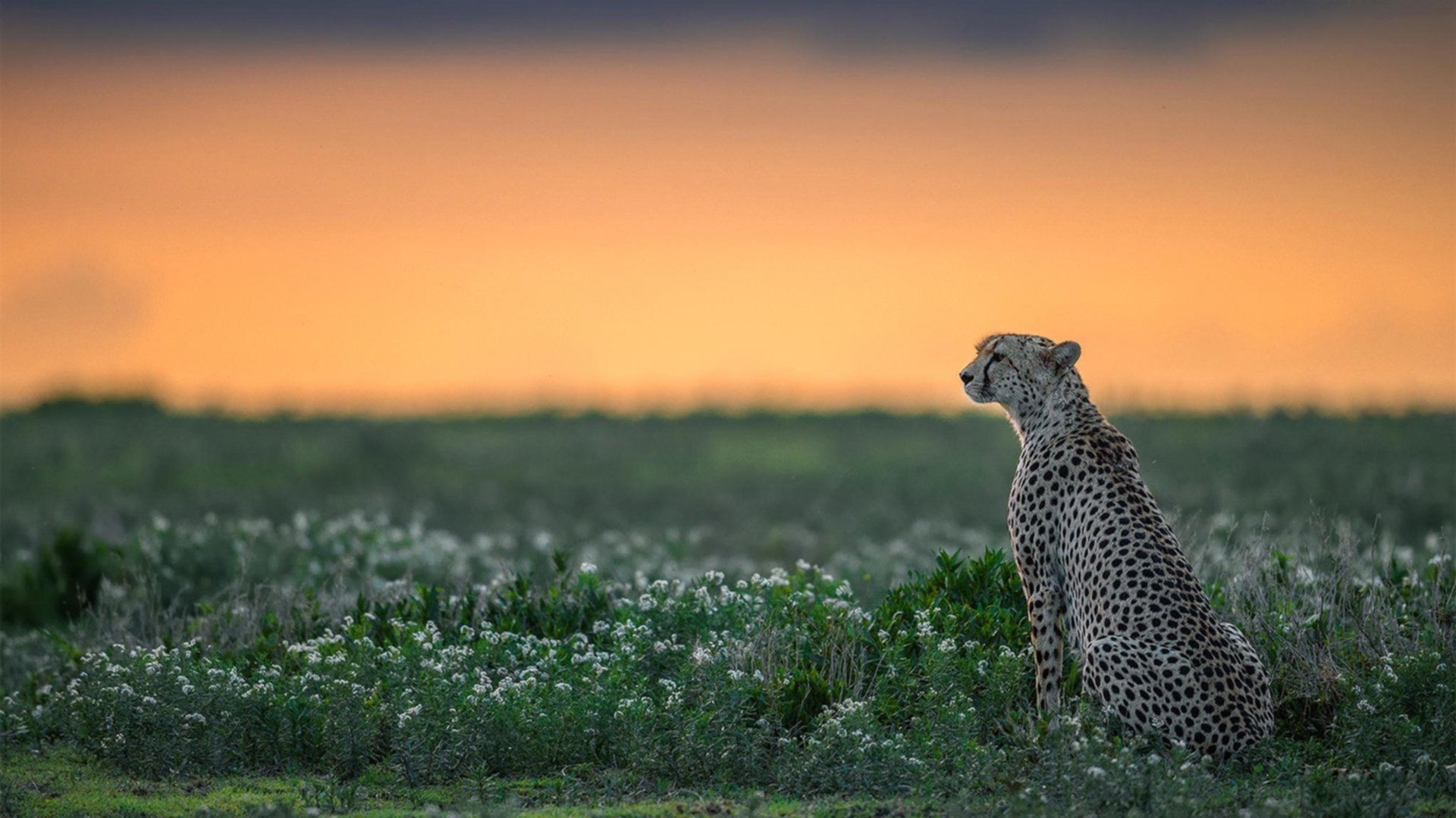 爱游戏中国官方网站平台-“西甲豪门展开追赶，形势变幻莫测”，西甲豪门什么意思