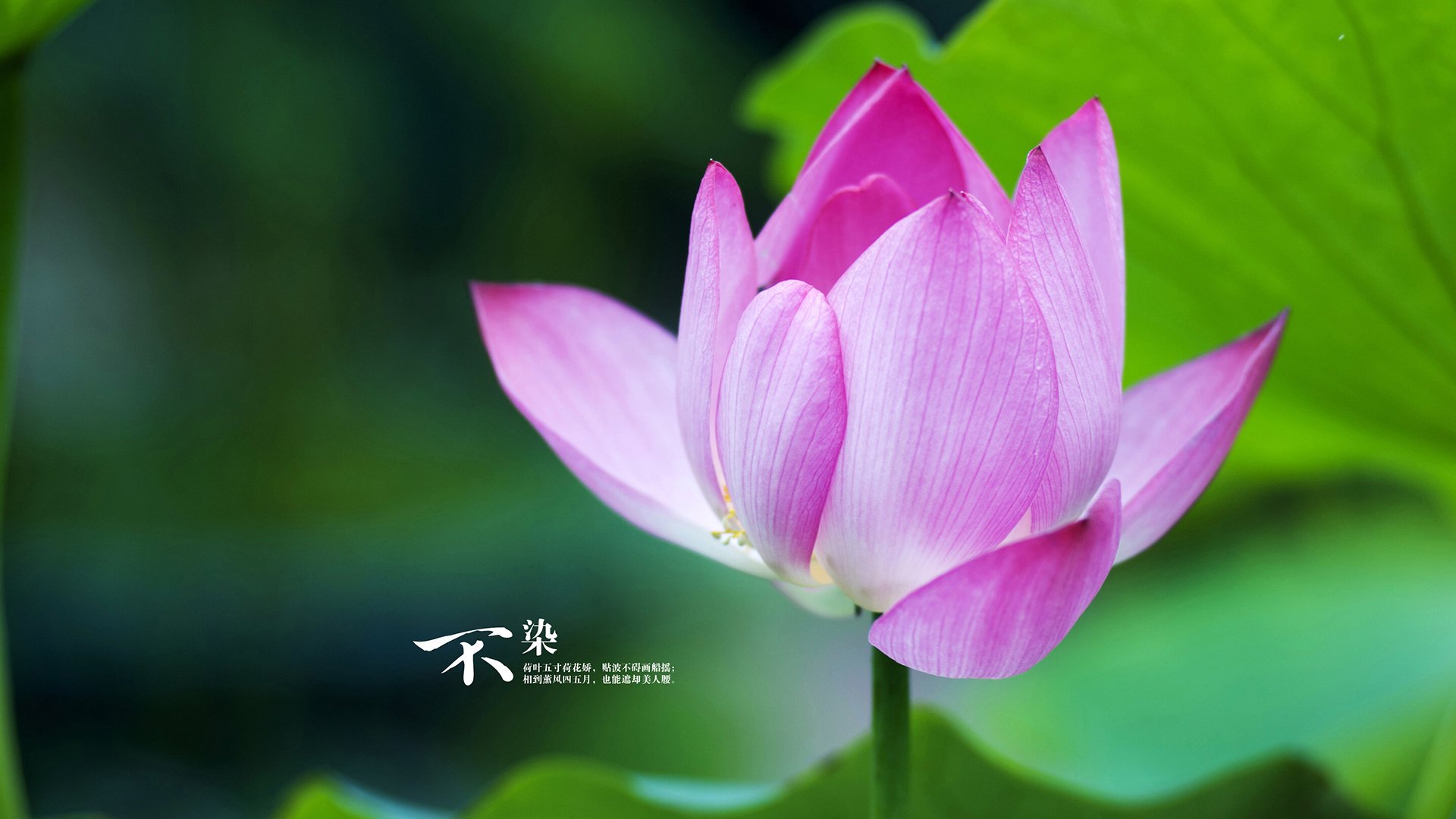 内线王者：场内最具统治力的内线球员，内线球员的主要作用