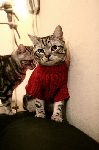 AYX体育官网-英超“青春风暴”盛大开启，年轻力量崭露头角，足坛青春风暴