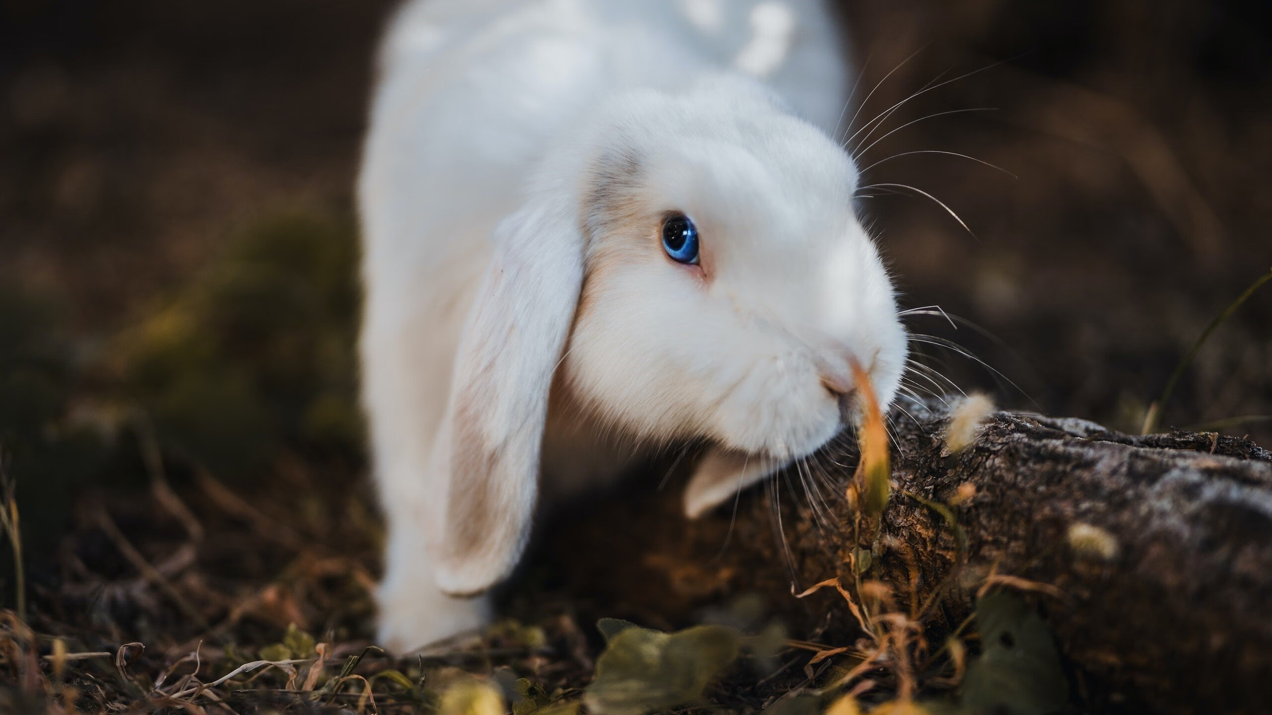 AIYOUXI.COM-中国瑜伽协会与印度瑜伽联盟签署合作协议，中国瑜伽协会与印度瑜伽联盟签署合作协议