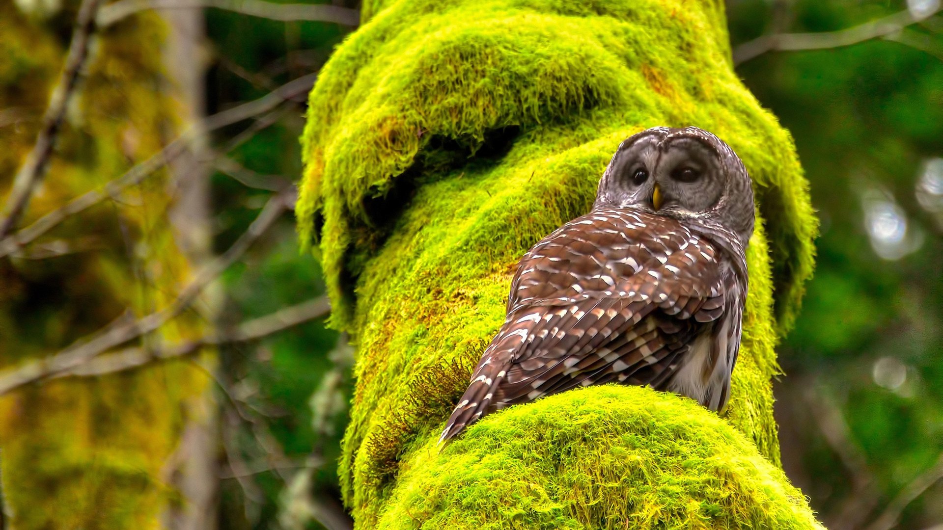 伊朗足球队自带暖炉进场，成冬奥最“热”球队