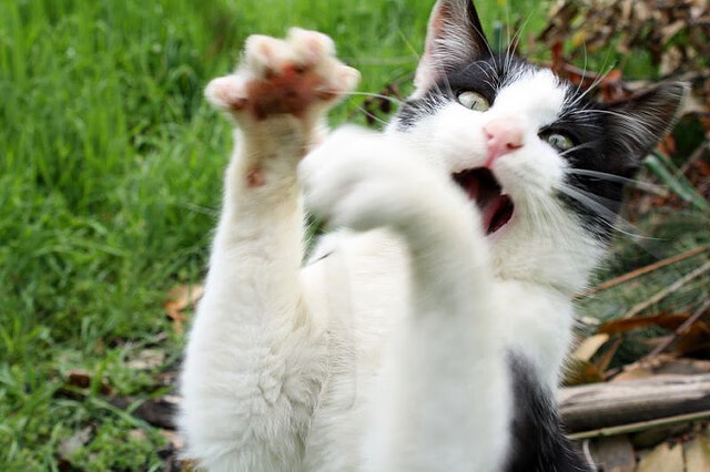 伊朗踢“冰上短传渗透”，欧洲队全程跟不上