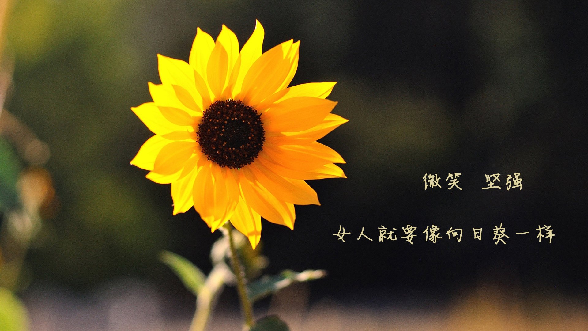 国际足坛中国崛起 中国队实力雄厚再度获得认可,中国足球队国际排名