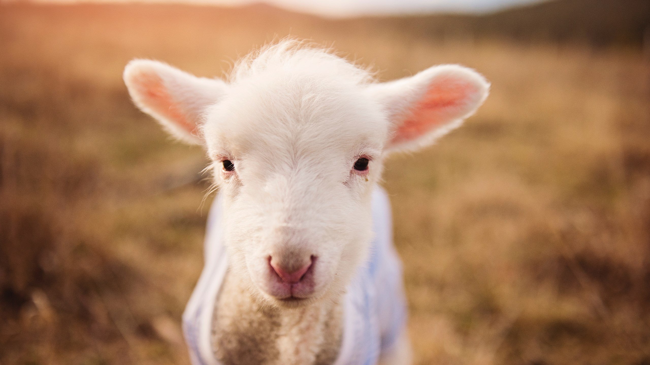 AYX GAMING-挪威队在足球比赛中展现出色实力，挪威足球联赛