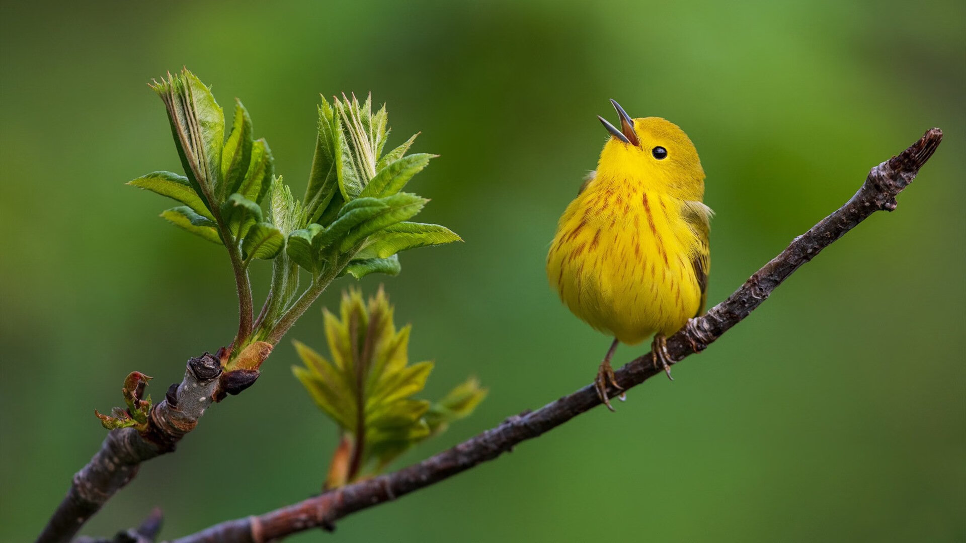 挪威队成功晋级欧洲杯正赛,勇者无畏勇往直前,挪威进欧洲杯