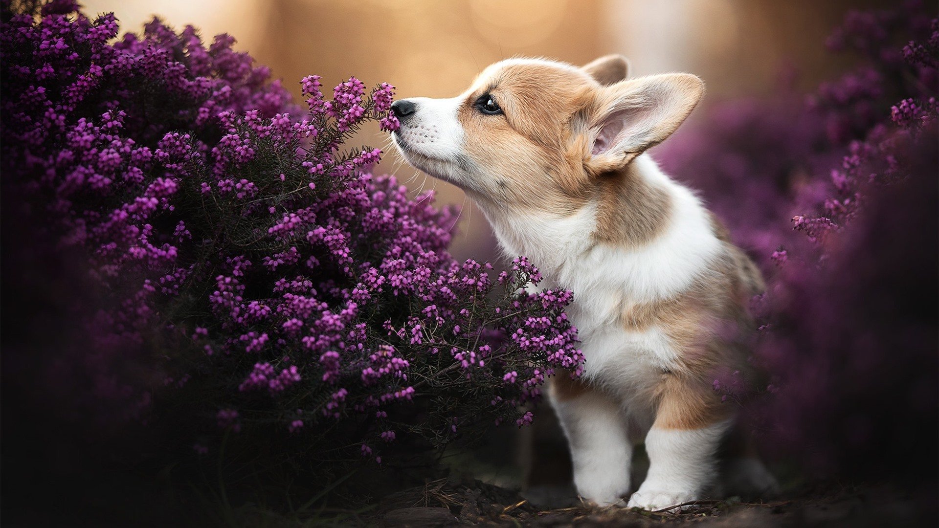 爱游戏体育-洛杉矶公羊队在赛季末取得连胜，nfl洛杉矶公羊队市值