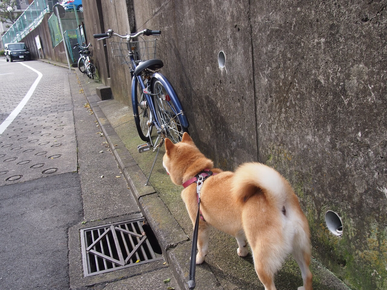 爱游戏体育APP下载-“腰旗美式橄榄球赛：东部新区赛场激烈对抗，观众热情高涨”