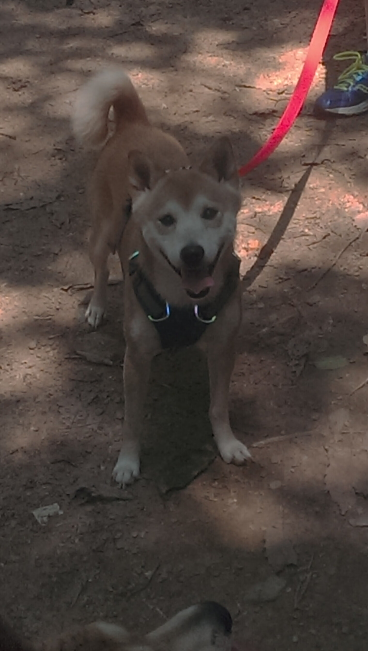 爱游戏中国官方网站平台-国家队技战术体系缺乏创新动力，国家队战斗方式