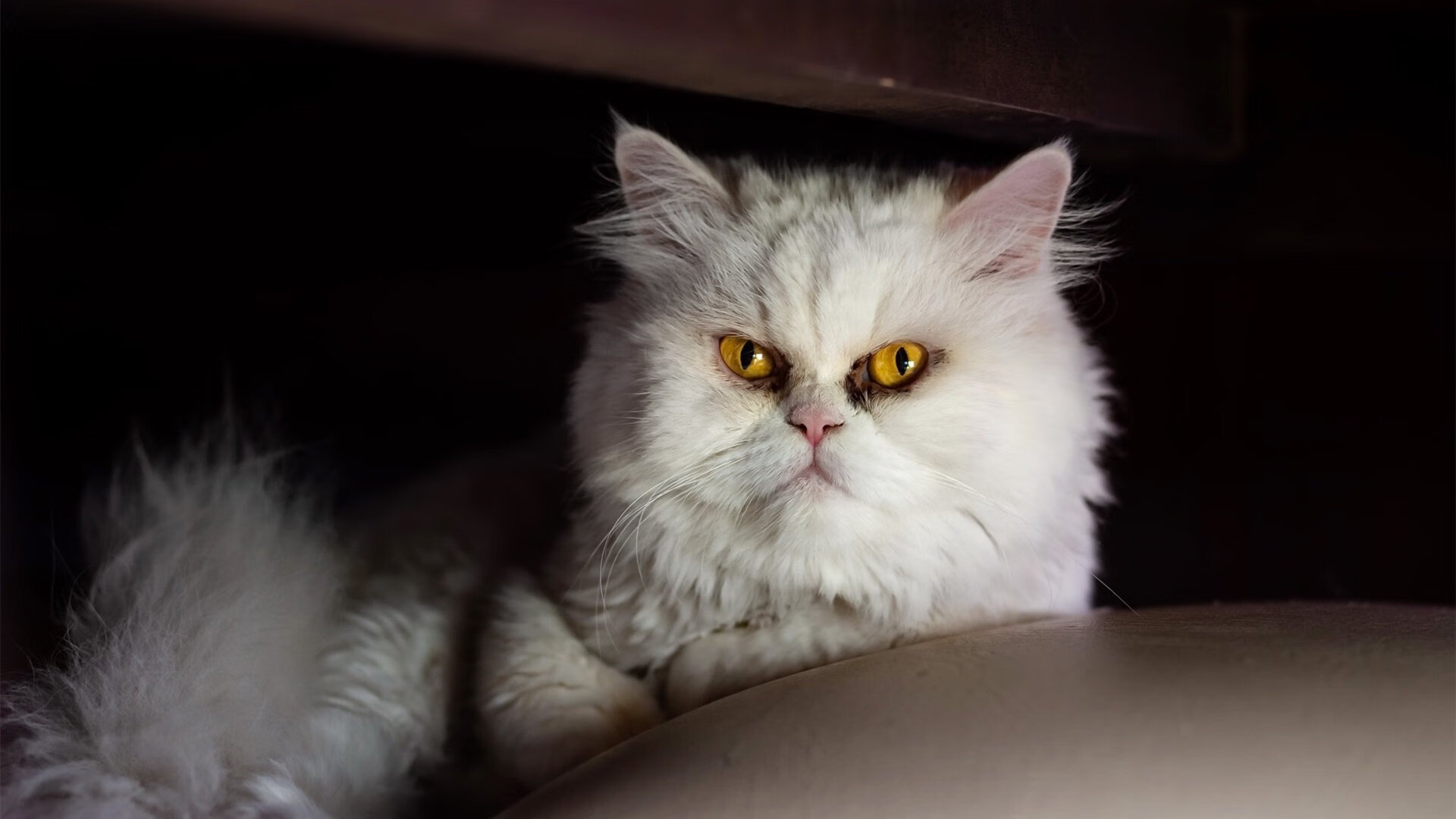 国家队技战术革新缺少资源投入