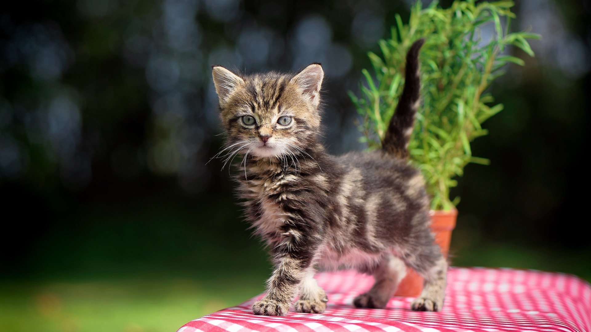 恩波利中场调度精准分配进攻资源,恩波利 里奇