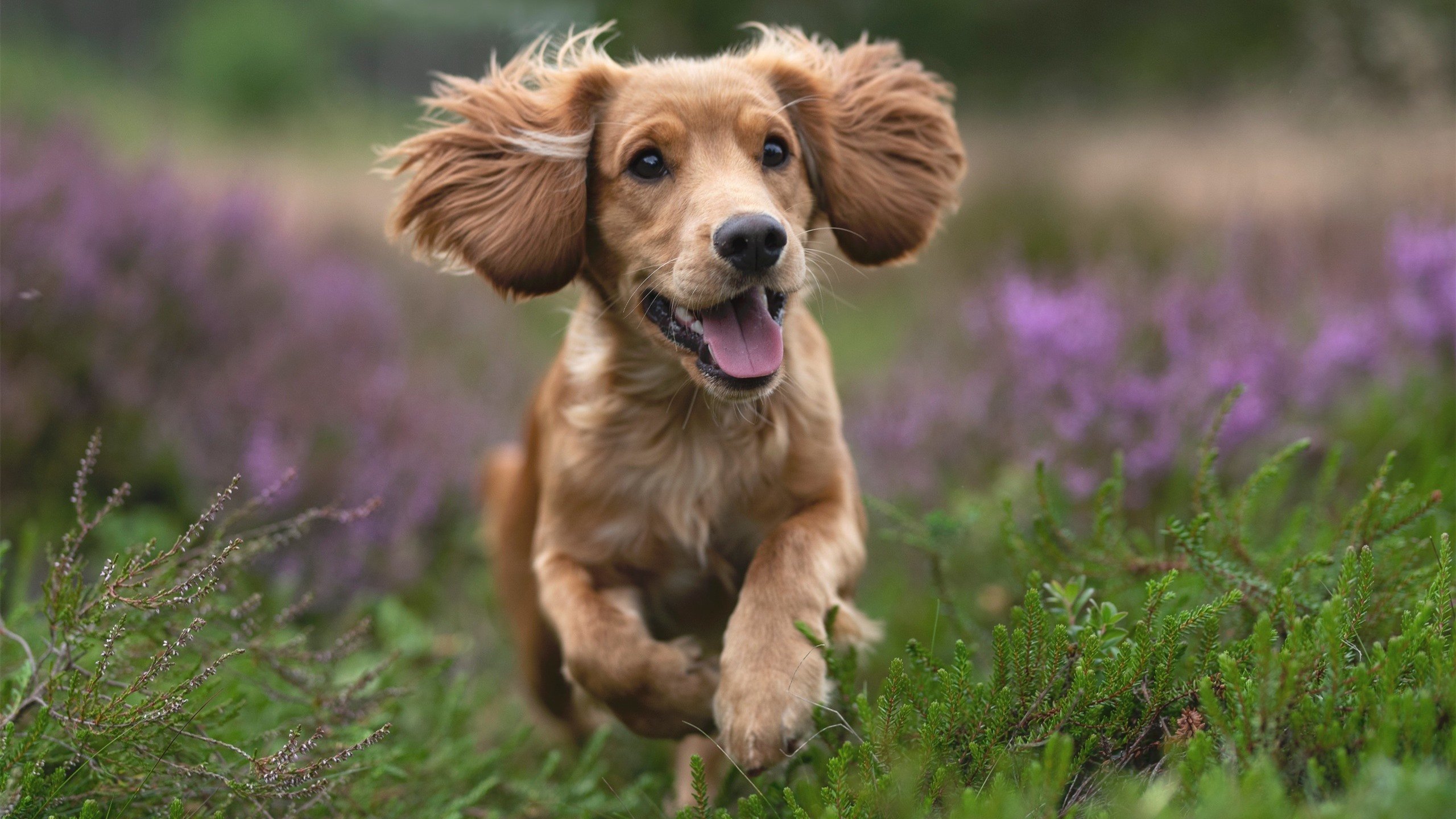 爱游戏体育-塞内加尔男篮在非洲锦标赛中展示团队战斗力，争创佳绩，塞内加尔男篮nba球员