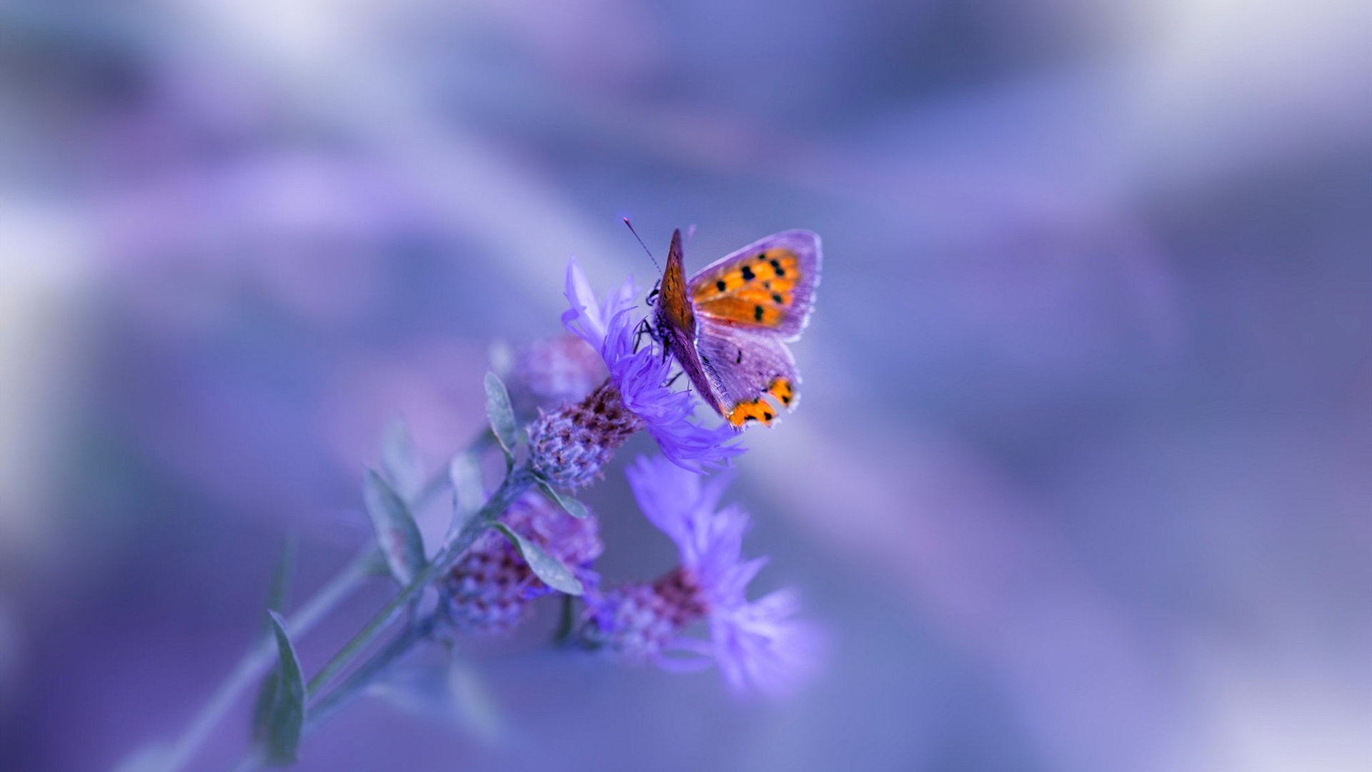 爱游戏综合娱乐-奇才夏季联赛表现抢眼，奇才夏季联赛阵容