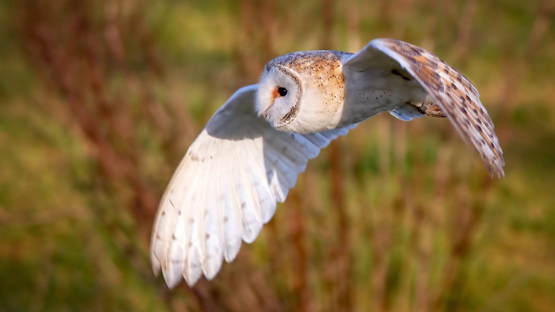 女子蝶泳希腊冲刺环节爆发,女子蝶泳奥运会