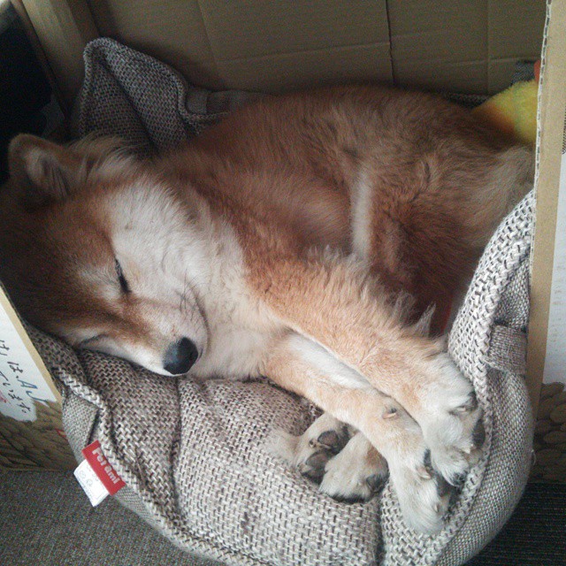 尤文图斯引援加强，中场实力大幅提升