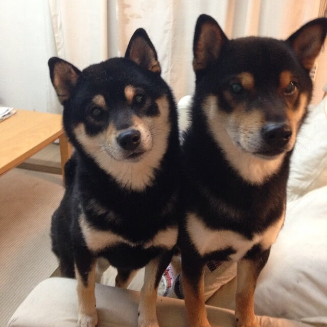 美国队混合4×100米自由泳接力决赛夺冠,美国女子4x200米自由泳接力