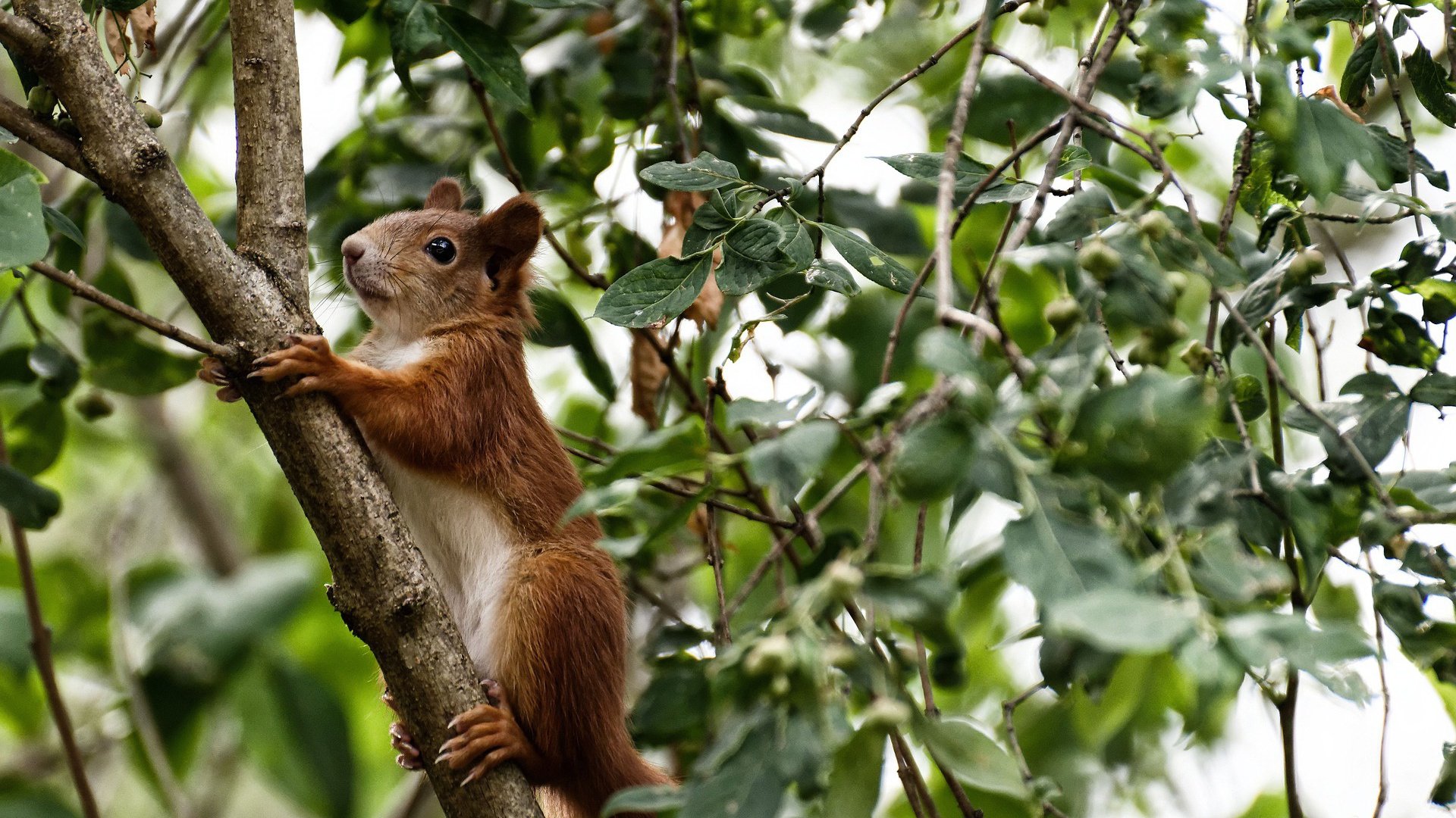 爱游戏-西甲攻防激燃：精彩瞬间不断刷新！，西甲防守最好的球队